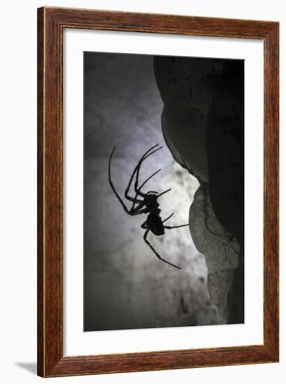 European Cave Spider (Meta Menardi) in Limestone Cave. Plitvice Lakes National Park, Croatia-Alex Hyde-Framed Photographic Print