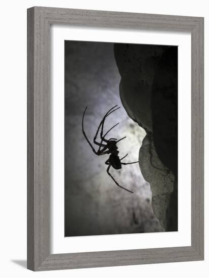 European Cave Spider (Meta Menardi) in Limestone Cave. Plitvice Lakes National Park, Croatia-Alex Hyde-Framed Premium Photographic Print