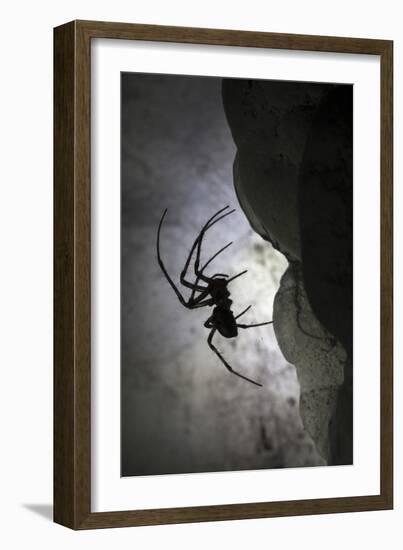 European Cave Spider (Meta Menardi) in Limestone Cave. Plitvice Lakes National Park, Croatia-Alex Hyde-Framed Premium Photographic Print