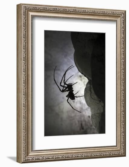 European Cave Spider (Meta Menardi) in Limestone Cave. Plitvice Lakes National Park, Croatia-Alex Hyde-Framed Photographic Print