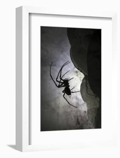 European Cave Spider (Meta Menardi) in Limestone Cave. Plitvice Lakes National Park, Croatia-Alex Hyde-Framed Photographic Print