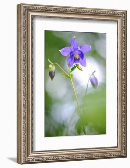 European columbine in flower, France-Benjamin Barthelemy-Framed Photographic Print