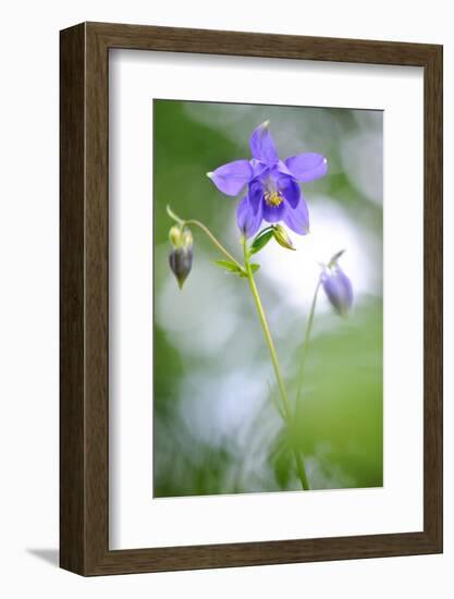 European columbine in flower, France-Benjamin Barthelemy-Framed Photographic Print