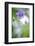 European columbine in flower, France-Benjamin Barthelemy-Framed Photographic Print