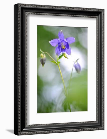 European columbine in flower, France-Benjamin Barthelemy-Framed Photographic Print