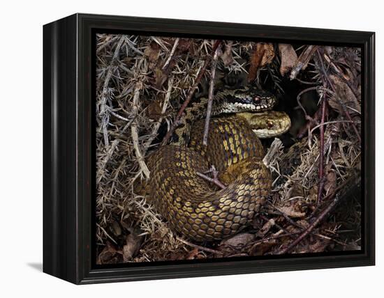 European Common adder pair courting, UK-Andy Sands-Framed Premier Image Canvas