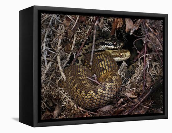 European Common adder pair courting, UK-Andy Sands-Framed Premier Image Canvas