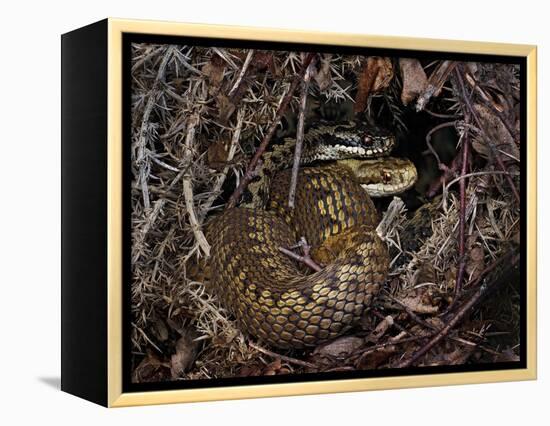 European Common adder pair courting, UK-Andy Sands-Framed Premier Image Canvas