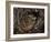 European Common adder pair courting, UK-Andy Sands-Framed Photographic Print