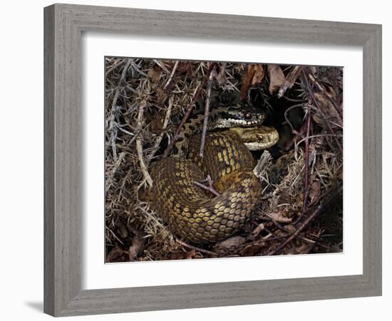 European Common adder pair courting, UK-Andy Sands-Framed Photographic Print