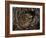 European Common adder pair courting, UK-Andy Sands-Framed Photographic Print