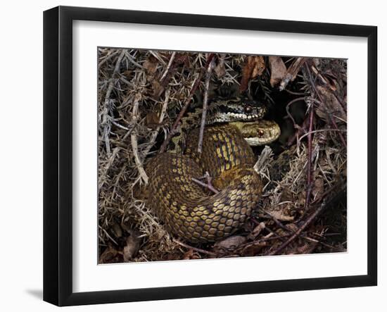 European Common adder pair courting, UK-Andy Sands-Framed Photographic Print