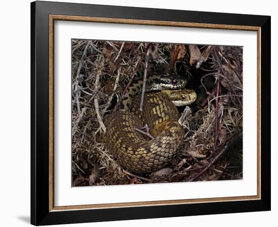 European Common adder pair courting, UK-Andy Sands-Framed Photographic Print