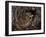 European Common adder pair courting, UK-Andy Sands-Framed Photographic Print