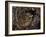 European Common adder pair courting, UK-Andy Sands-Framed Photographic Print