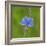 European common blue resting on a flower, Estonia-Jussi Murtosaari-Framed Photographic Print