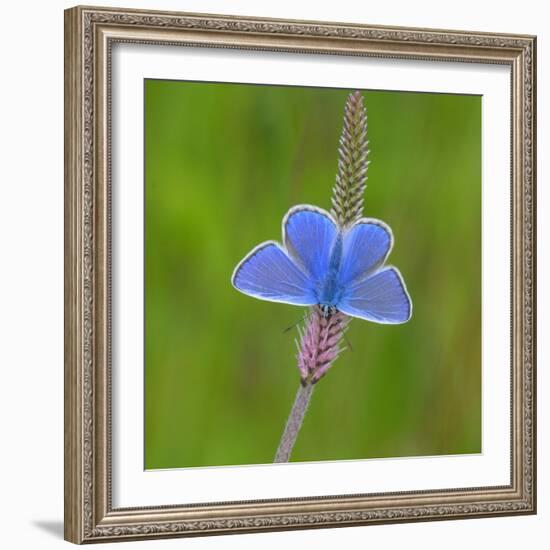 European common blue resting on a flower, Estonia-Jussi Murtosaari-Framed Photographic Print