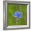 European common blue resting on a flower, Estonia-Jussi Murtosaari-Framed Photographic Print