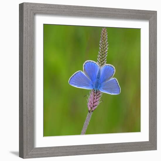 European common blue resting on a flower, Estonia-Jussi Murtosaari-Framed Photographic Print