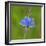 European common blue resting on a flower, Estonia-Jussi Murtosaari-Framed Photographic Print