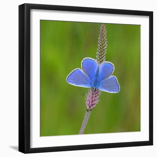 European common blue resting on a flower, Estonia-Jussi Murtosaari-Framed Photographic Print