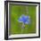 European common blue resting on a flower, Estonia-Jussi Murtosaari-Framed Photographic Print