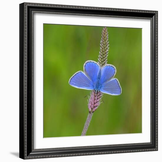 European common blue resting on a flower, Estonia-Jussi Murtosaari-Framed Photographic Print