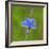 European common blue resting on a flower, Estonia-Jussi Murtosaari-Framed Photographic Print