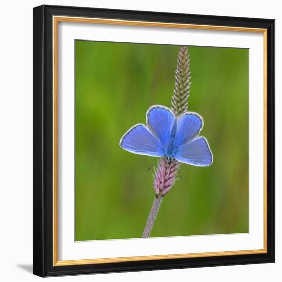 European common blue resting on a flower, Estonia-Jussi Murtosaari-Framed Photographic Print