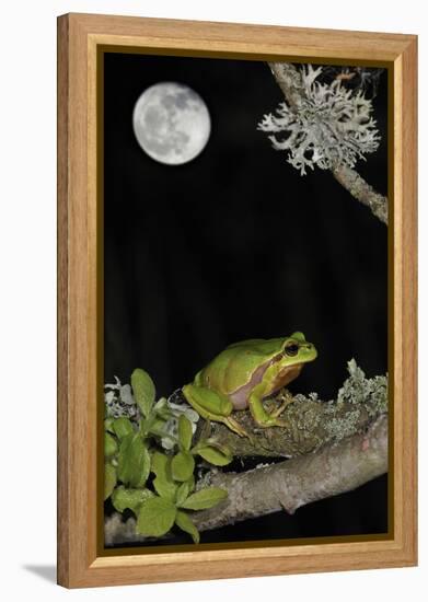 European - Common Tree Frog (Hyla Arborea) Sitting on Branch Covered in Lichen at Night-Philippe Clément-Framed Premier Image Canvas