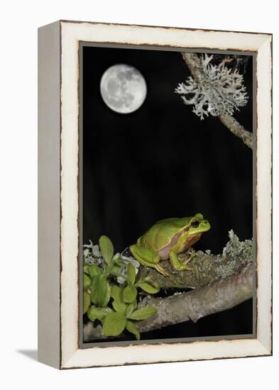 European - Common Tree Frog (Hyla Arborea) Sitting on Branch Covered in Lichen at Night-Philippe Clément-Framed Premier Image Canvas