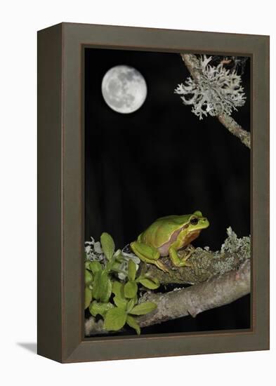 European - Common Tree Frog (Hyla Arborea) Sitting on Branch Covered in Lichen at Night-Philippe Clément-Framed Premier Image Canvas