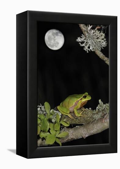 European - Common Tree Frog (Hyla Arborea) Sitting on Branch Covered in Lichen at Night-Philippe Clément-Framed Premier Image Canvas