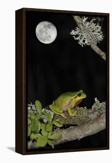 European - Common Tree Frog (Hyla Arborea) Sitting on Branch Covered in Lichen at Night-Philippe Clément-Framed Premier Image Canvas