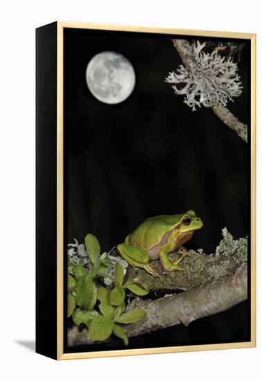 European - Common Tree Frog (Hyla Arborea) Sitting on Branch Covered in Lichen at Night-Philippe Clément-Framed Premier Image Canvas