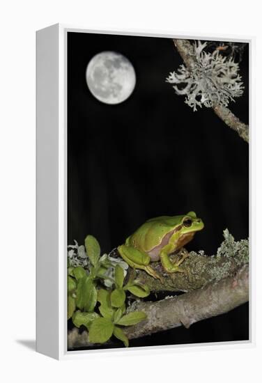 European - Common Tree Frog (Hyla Arborea) Sitting on Branch Covered in Lichen at Night-Philippe Clément-Framed Premier Image Canvas