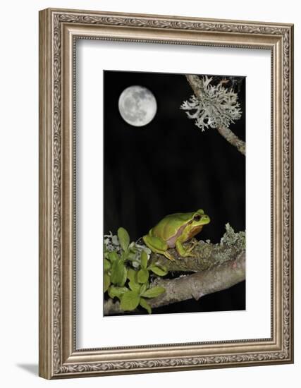 European - Common Tree Frog (Hyla Arborea) Sitting on Branch Covered in Lichen at Night-Philippe Clément-Framed Photographic Print