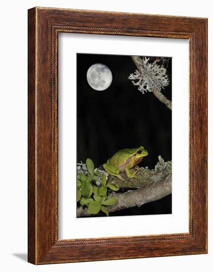 European - Common Tree Frog (Hyla Arborea) Sitting on Branch Covered in Lichen at Night-Philippe Clément-Framed Photographic Print