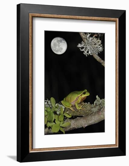 European - Common Tree Frog (Hyla Arborea) Sitting on Branch Covered in Lichen at Night-Philippe Clément-Framed Photographic Print