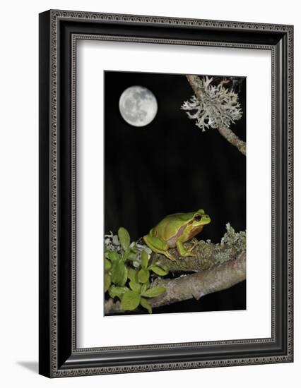 European - Common Tree Frog (Hyla Arborea) Sitting on Branch Covered in Lichen at Night-Philippe Clément-Framed Photographic Print