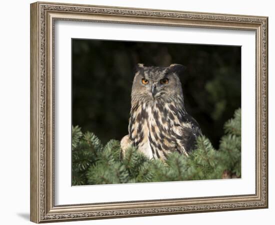 European Eagle Owl, Bubo Bubo, Female, Captive, World Owl Trust, Muncaster Castle, Cumbria-Steve & Ann Toon-Framed Photographic Print