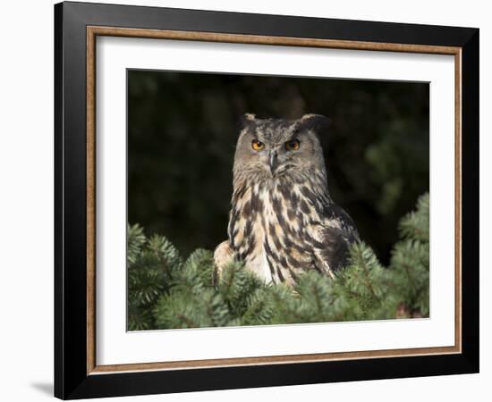 European Eagle Owl, Bubo Bubo, Female, Captive, World Owl Trust, Muncaster Castle, Cumbria-Steve & Ann Toon-Framed Photographic Print