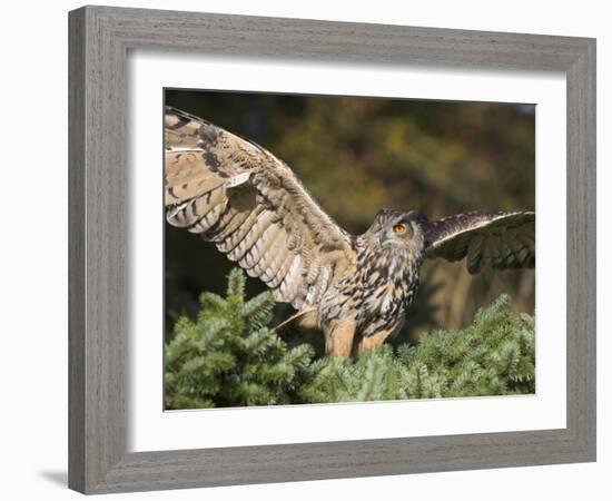 European Eagle Owl, Bubo Bubo, Female, Captive, World Owl Trust, Muncaster Castle, Cumbria-Steve & Ann Toon-Framed Photographic Print