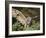 European Eagle Owl, Bubo Bubo, Female, Captive, World Owl Trust, Muncaster Castle, Cumbria-Steve & Ann Toon-Framed Photographic Print