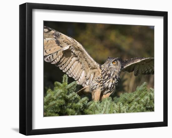 European Eagle Owl, Bubo Bubo, Female, Captive, World Owl Trust, Muncaster Castle, Cumbria-Steve & Ann Toon-Framed Photographic Print