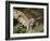 European Eagle Owl, Bubo Bubo, Female, Captive, World Owl Trust, Muncaster Castle, Cumbria-Steve & Ann Toon-Framed Photographic Print