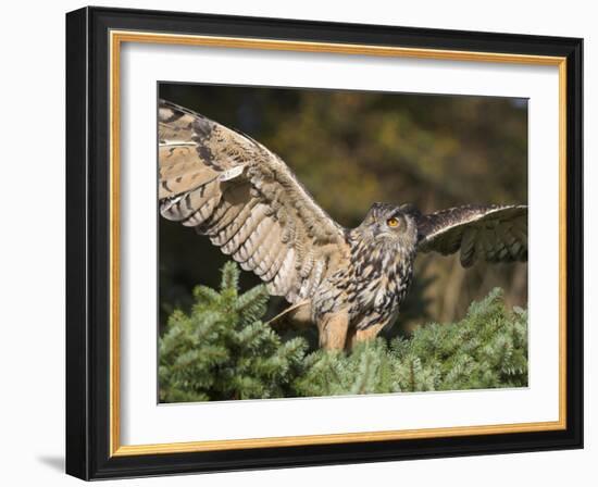 European Eagle Owl, Bubo Bubo, Female, Captive, World Owl Trust, Muncaster Castle, Cumbria-Steve & Ann Toon-Framed Photographic Print