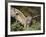 European Eagle Owl, Bubo Bubo, Female, Captive, World Owl Trust, Muncaster Castle, Cumbria-Steve & Ann Toon-Framed Photographic Print