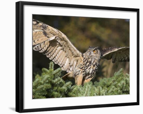 European Eagle Owl, Bubo Bubo, Female, Captive, World Owl Trust, Muncaster Castle, Cumbria-Steve & Ann Toon-Framed Photographic Print