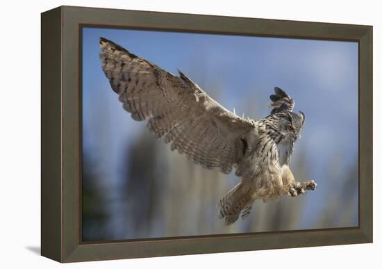 European Eagle Owl In Flight-Linda Wright-Framed Premier Image Canvas